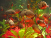 Les piranhas en aquarium