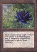 Black Lotus