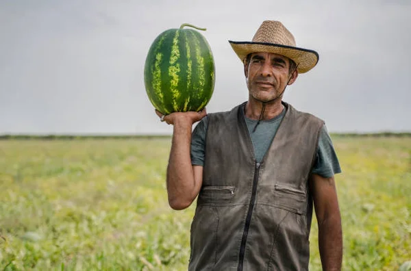 homme turc d’agriculteur dans le champ de pastèque, adana, turquie - agriculteur arabe photos et images de collection
