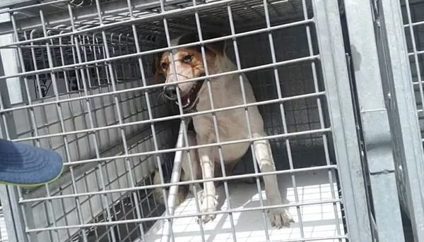Un chien clair aux marques brunes est assis à l'intérieur d'une cage métallique.