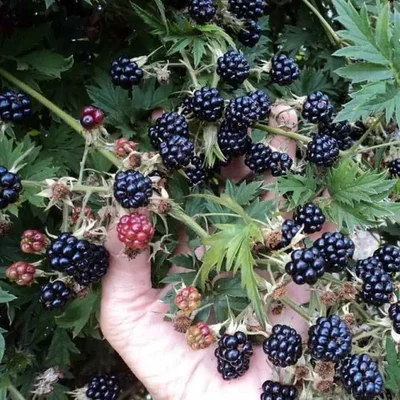 Main tenant une grappe de mûres noires et rouges sur la plante.