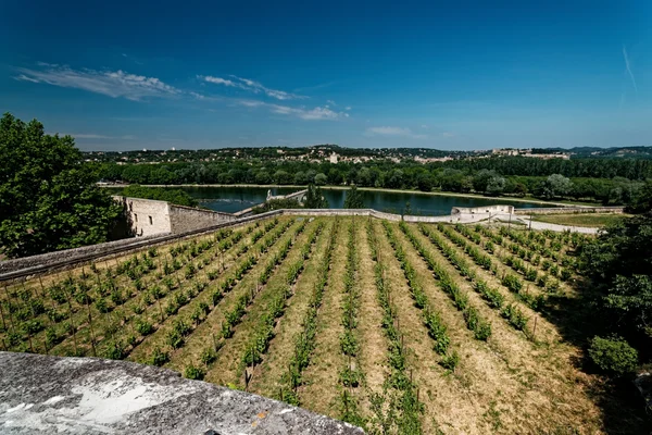Vue aérienne d'un vignoble français au crépuscule