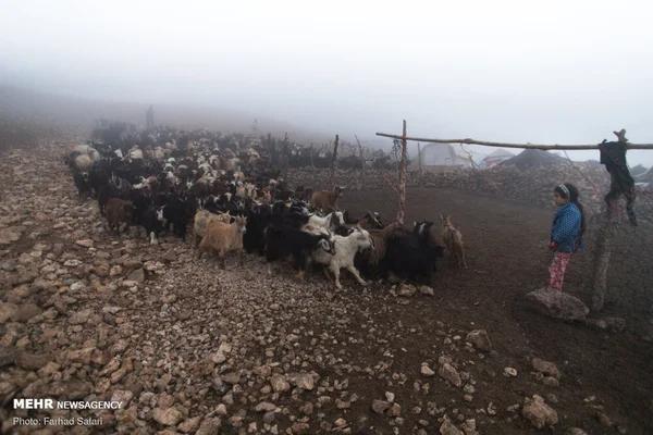 Illustration : Comply with quality norms to gain global edge , Paswan tells dairy industry