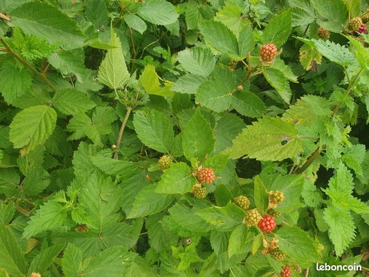 Grappe de mûres à divers stades de maturation sur un pied de ronce.