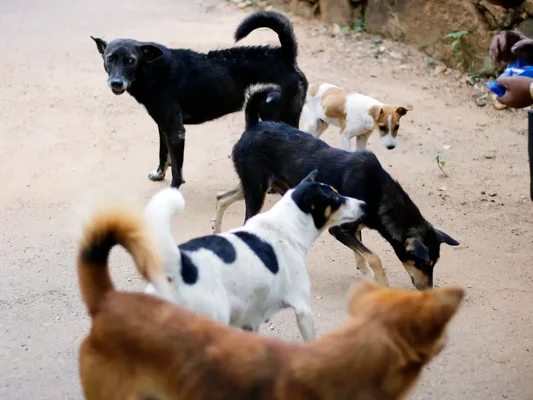 Chiens errants sur une route de terre, près d'une personne tenant un objet bleu, dans un cadre aride.