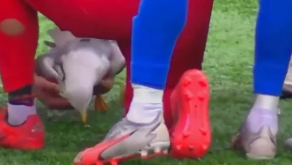 Un joueur de football tient une mouette qu'il vient de sauver