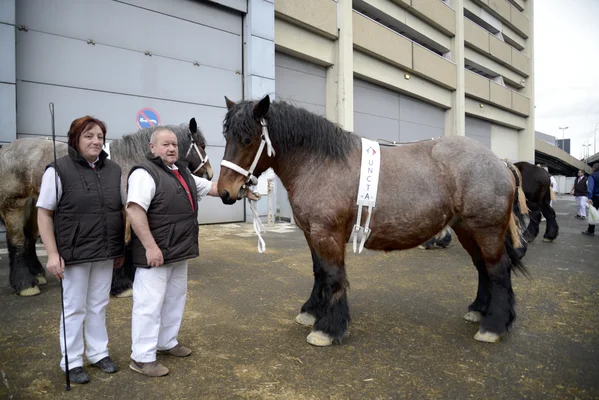 Cheval de trait d'Auxois au Salon International de l'Agriculture, le 24 février 2015 à Paris.