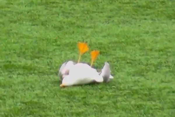 Une mouette allongée sur le terrain de football après avoir été percutée