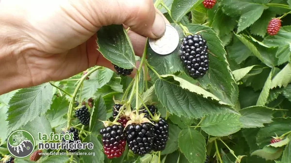 Image from web_search source