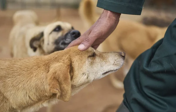 Une personne caresse doucement un chien errant brun dans un cadre extérieur au Maroc.