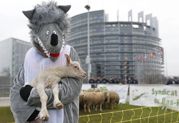 Sheep grazing in the French Alps, the livestock wolves are known to attack.