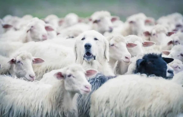 Protesters holding signs during a demonstration regarding wolf conservation policies.