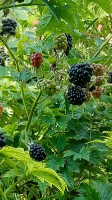 Couverture de La Forêt Couronnée, tome 1 : Une ronce sans épines par Chloé Castella