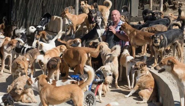Homme debout entouré de nombreux chiens errants dans un espace extérieur clôturé, probablement un refuge.