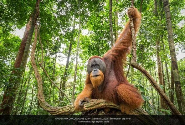 Reportage : orang-outan, « l'homme de la forêt » avec qui nous partageons 97 % de notre ADN - Faune Sauvage