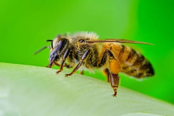 Une abeille posée sur une feuille verte dans un environnement naturel.