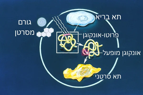 Cancer colorectal : transit, douleurs, fatigue... Quand faut-il s’inquiéter ? - Le Figaro Santé