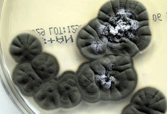 Colonies du champignon mangeur de radiations cultivées en boîte de Petri en laboratoire.