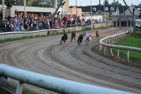 Quatre lévriers avec des gilets de course multicolores disputant une course effrénée sur une piste poussiéreuse.