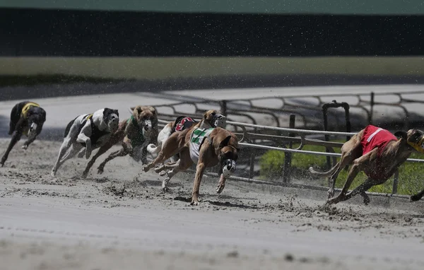 Des lévriers en pleine course sur une piste, entourés d'un grillage métallique.