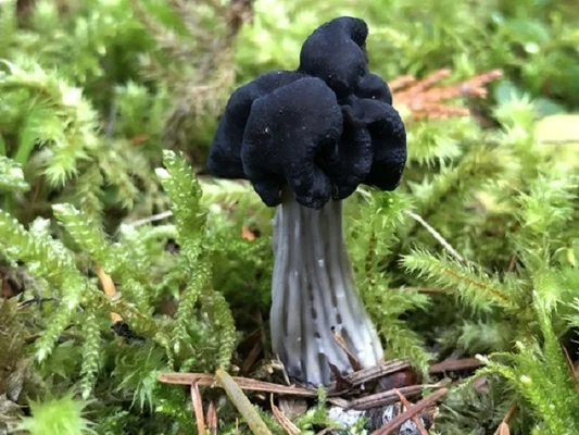 Le champignon noir de Tchernobyl poussant parmi la mousse dans son environnement naturel.
