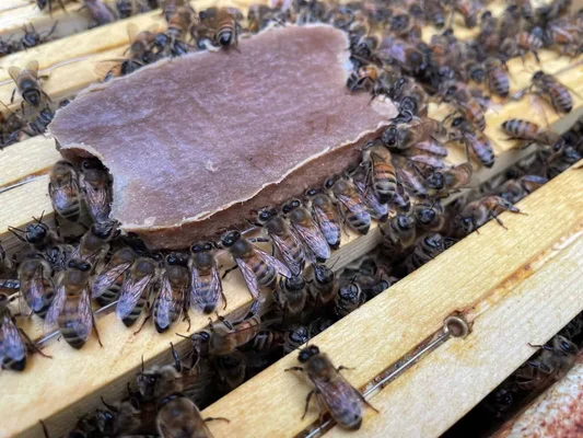 Des abeilles actives autour d'une structure de pollen rosâtre dans un cadre de ruche.