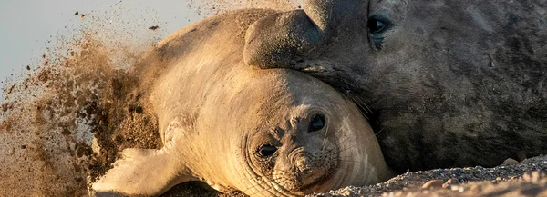 Deux éléphants de mer empilés sur une surface sablonneuse.