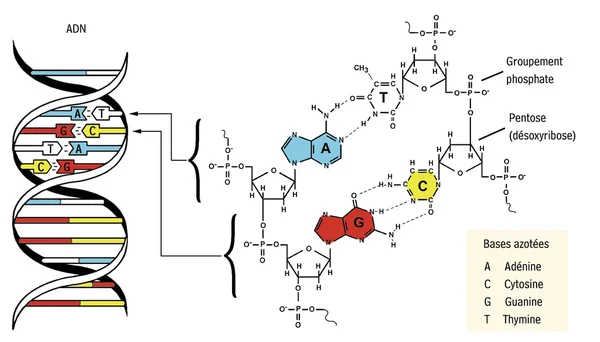 Diagramme détaillé montrant la structure en double hélice de l'ADN et ses nucléotides.