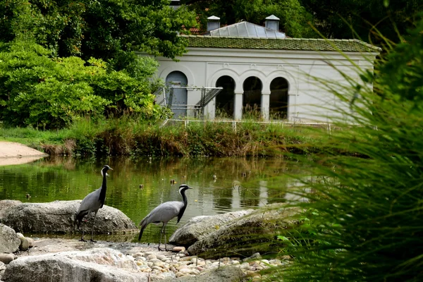 Deux oiseaux debout sur des rochers près d'un plan d'eau