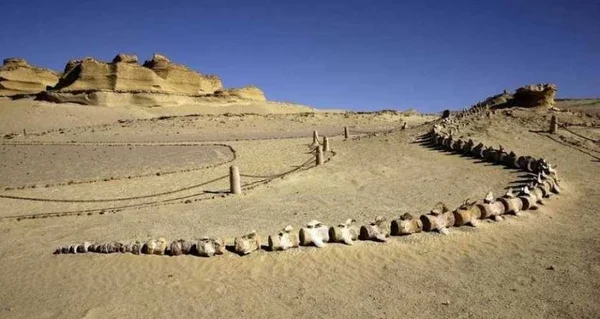 Ossements fossiles exposés dans le désert du Fayoum, témoins de la préhistoire.