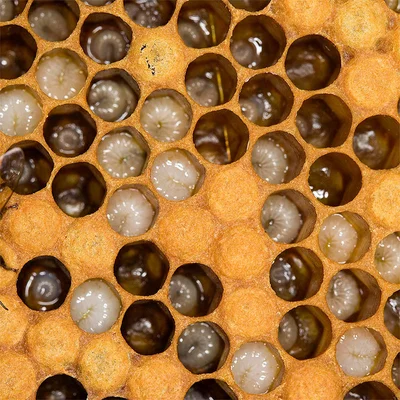 Gros plan sur un rayon de cire avec du couvain d'abeilles