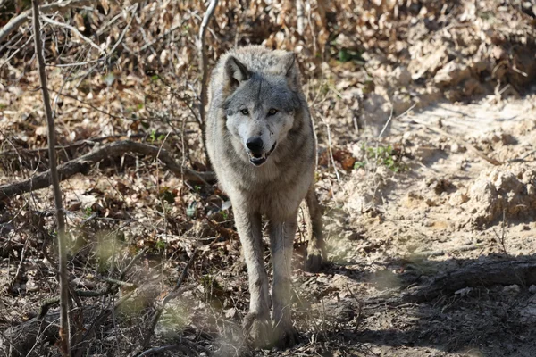 Deux loups sur un talus herbeux parsemé de rochers.