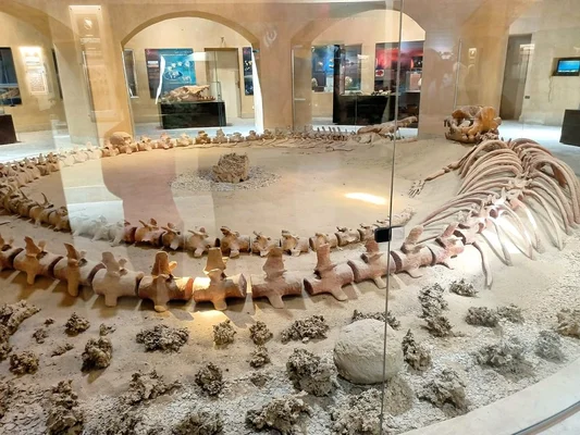 Fossile complet d'une baleine ancienne, mis en valeur dans un cadre naturel.