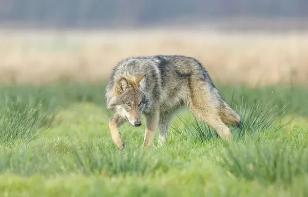 Gros plan sur un loup au pelage brun et gris sur fond sombre.