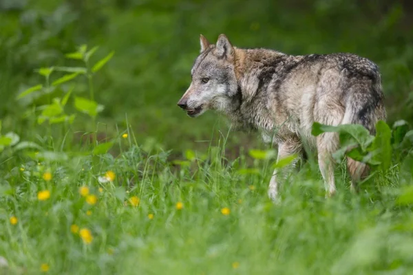 Un loup gris debout sur un chemin de terre en forêt.