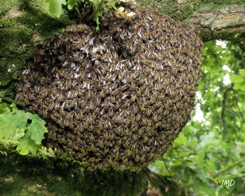 Un essaim d'abeilles formant une masse dense sur une branche d'arbre.