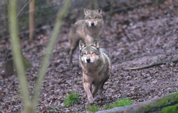 Un loup aux yeux jaunes et gueule ouverte sur fond de nature flou.