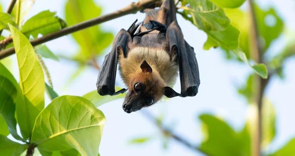 Une chauve-souris accrochée à une branche d'arbre, se détachant sur un fond de feuillage et de ciel bleu.