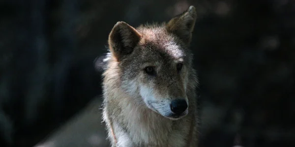 Un loup debout dans un champ avec des fleurs jaunes en arrière-plan.