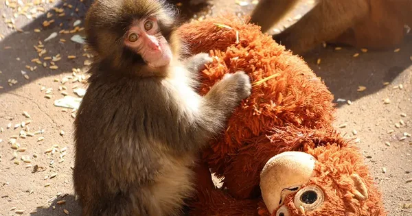 Un jeune singe interagissant avec une peluche au sol