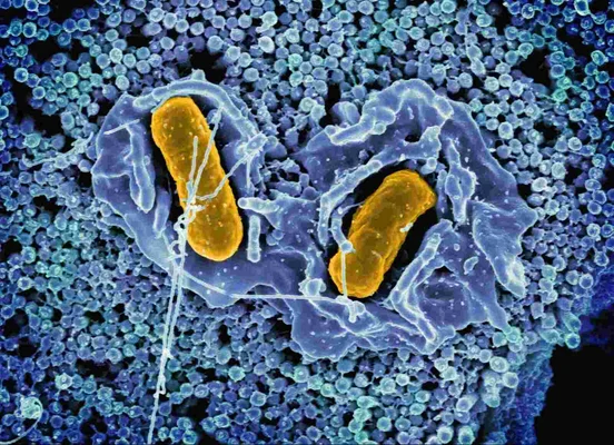 Détail microscopique de bactéries colorées en jaune au sein de structures cellulaires hôtes bleues.
