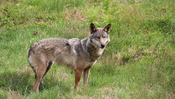 Un loup gris dans un champ d'herbe avec une végétation en arrière-plan.
