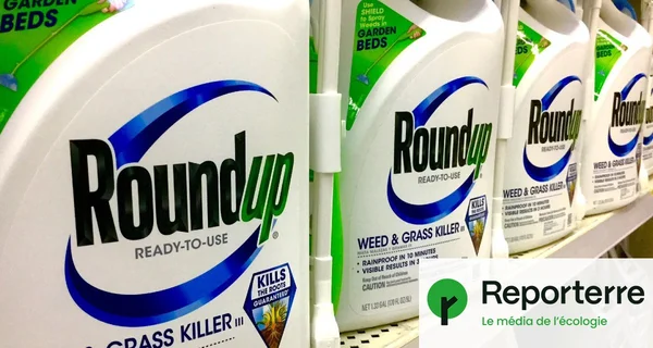 Des flacons de Roundup exposés, illustrant un article du média Reporterre.