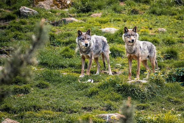 Un loup gris dans un champ d'herbe avec une végétation en arrière-plan.