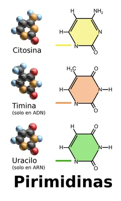 Illustration des nucléobases pyrimidiques : cytosine, thymine et uracile.