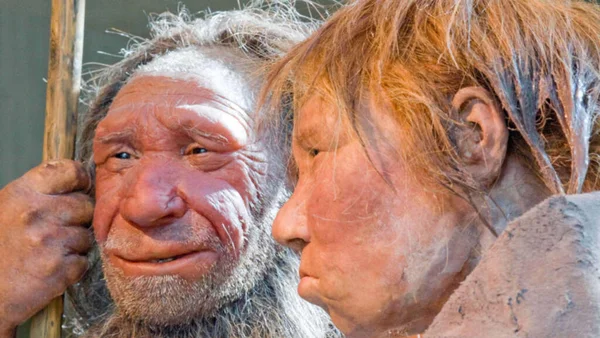 Figures sculptées de Néandertaliens détaillant leurs traits faciaux