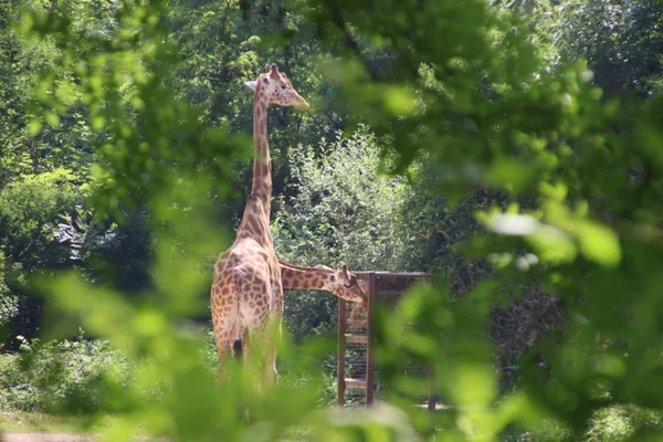 Deux girafes se tenant parmi la végétation luxuriante du parc