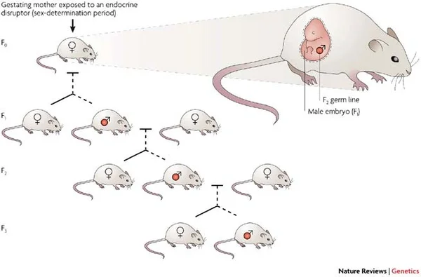 Schéma détaillé d'une souris F0 exposée à un perturbateur endocrinien et des changements phénotypiques des générations suivantes.