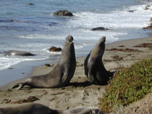 Éléphants de mer du nord sur une plage sablonneuse près de l'océan.