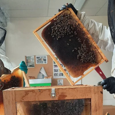 Apiculteurs manipulant des cadres de ruche remplis d'abeilles